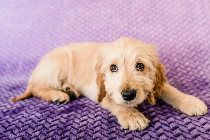 Goldendoodle Puppy on a Purple Blanket