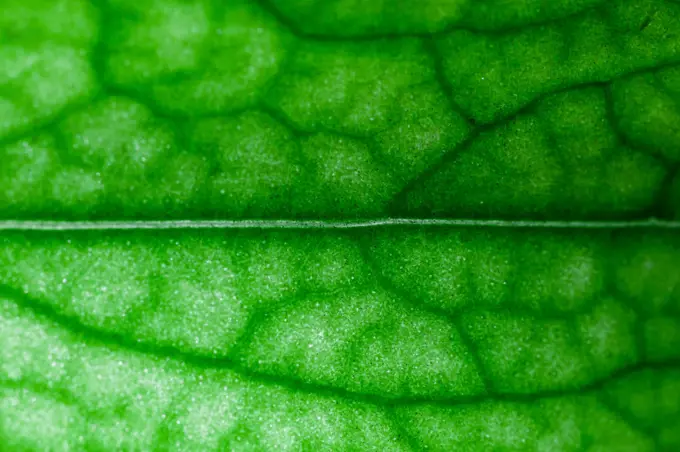 Abstract Macro Detail of a Leaf