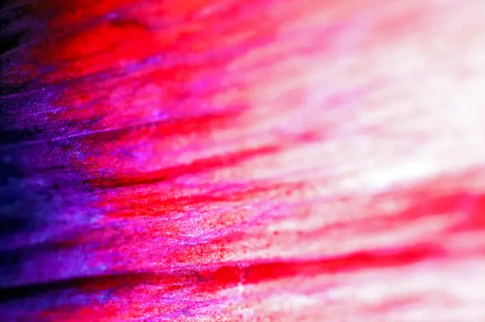 Extreme Close Up Abstract of Flower Petal