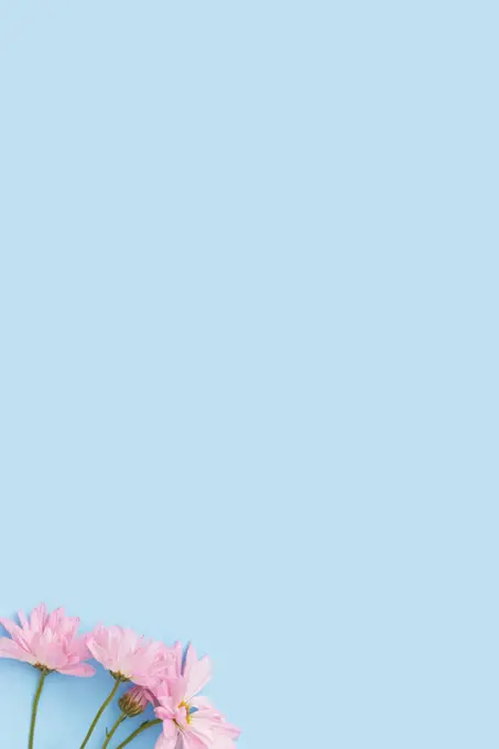 Pink Daisies on Blue Background Minimalist Flat Lay