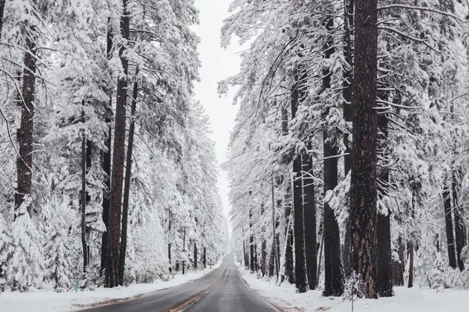Plowed Road through Snow Covered Forest in Winter