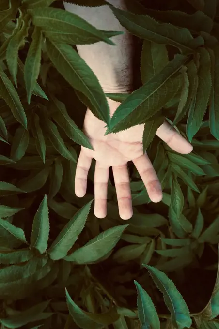 man hand on the green plant leaves