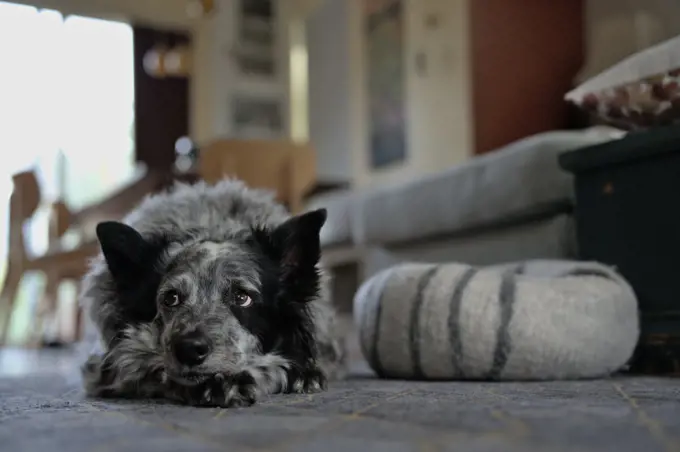 Dog Lies on the Floor with a Sad and Inquisitive Expression