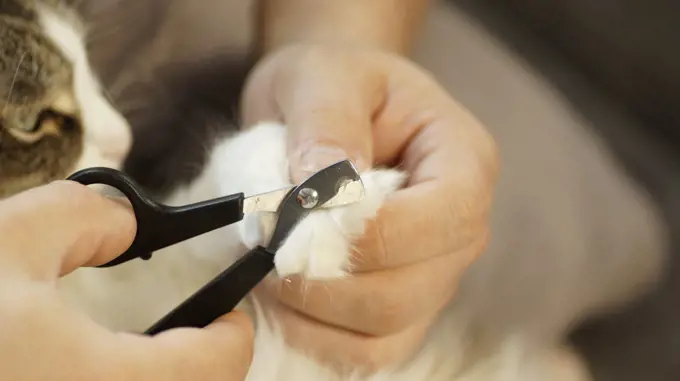 A man cuts a cat's claws