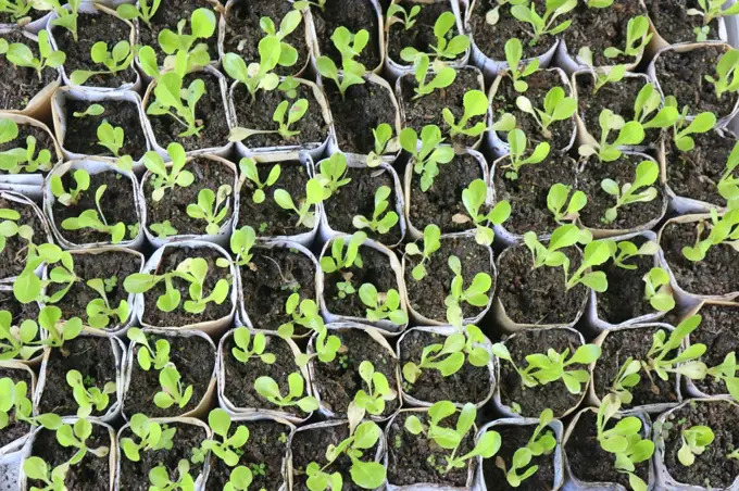 vegetable seedlings potted using recycled paper inside a crate