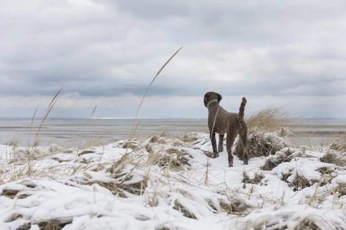Brown poodle standing on dunes looking at snowy landscape
