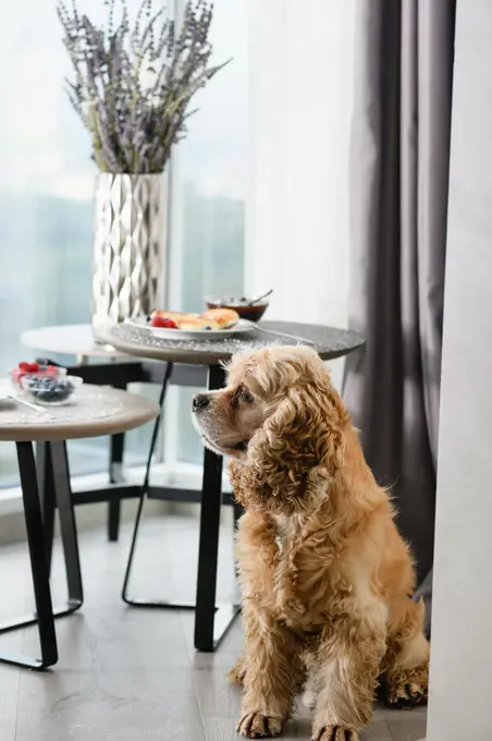 Spaniel on the background of a table with a delicious breakfast.