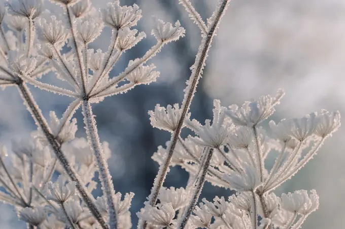 Frost covered cow parsley stems and seed heads