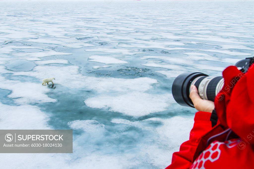 Stock Photo: 6030-18024130 Photographer and polar bear (Ursus maritimus) walking across melting pack ice, Svalbard, Norway