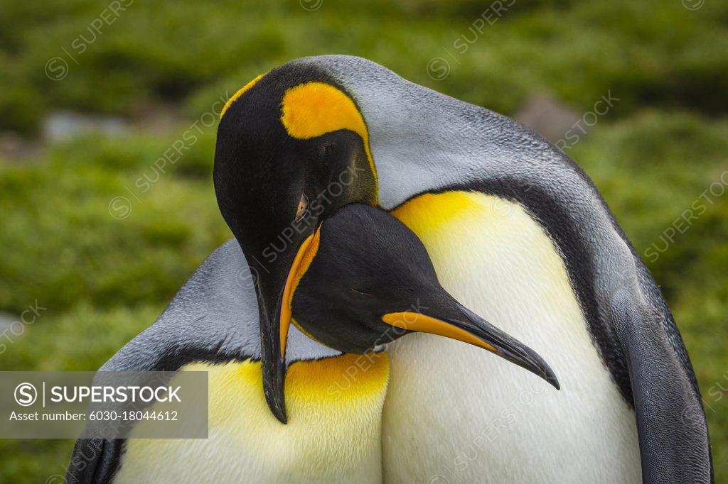 Stock Photo: 6030-18044612 Courtship Behavior, King Penguins (Aptenodytes patagonicus), at St. Andrews Bay, South Georgia