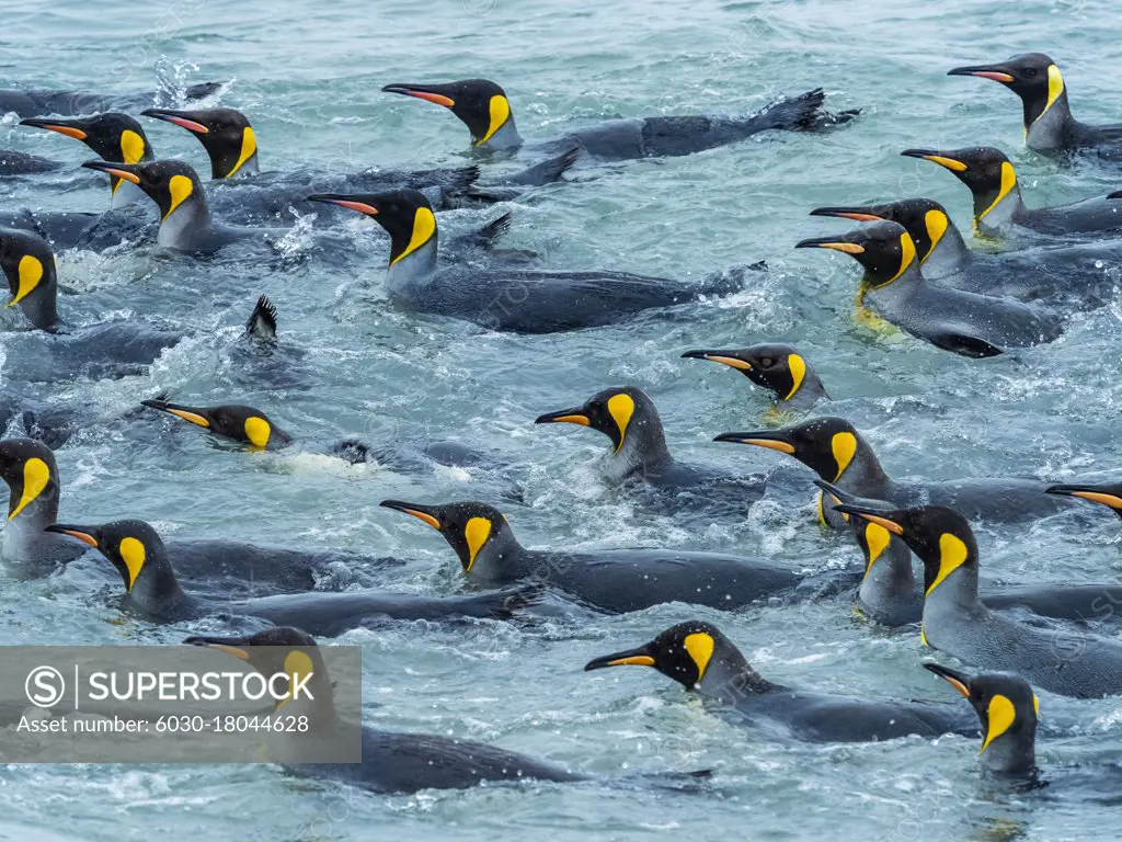 King Penguins (Aptenodytes patagonicus) in the surf at St. Andrews Bay, South Georgia