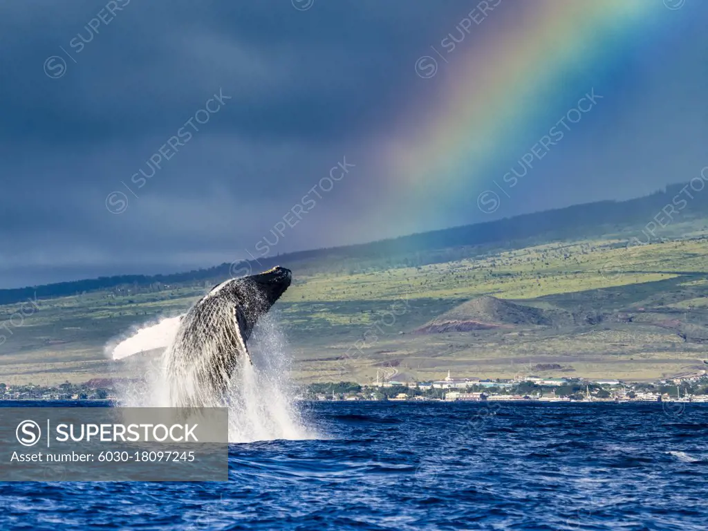 Breaching Humpback Whales (Megaptera novaeangliae) whale under the rainbow, Maui, Hawaii