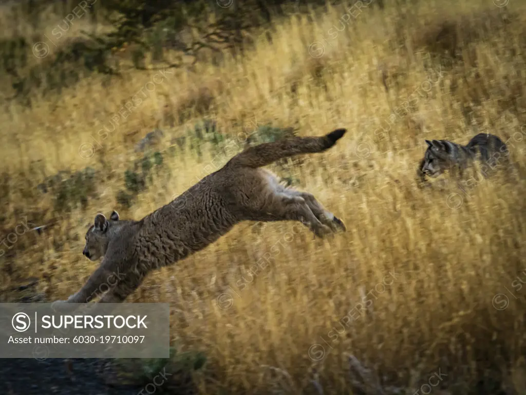 On the run, Pumas (Puma concolor), Torres del Paine National Park, Patagonia, Chile