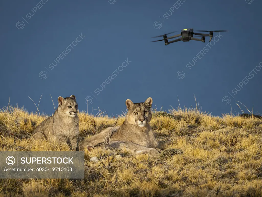 Drone filming resting pumas, Pumas (Puma concolor), Torres del Paine National Park, Patagonia, Chile