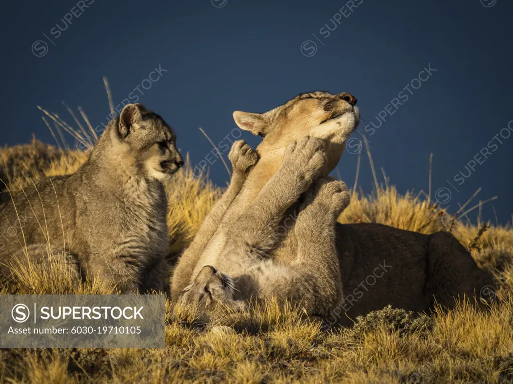 Play time, Pumas (Puma concolor), Torres del Paine National Park, Patagonia, Chile