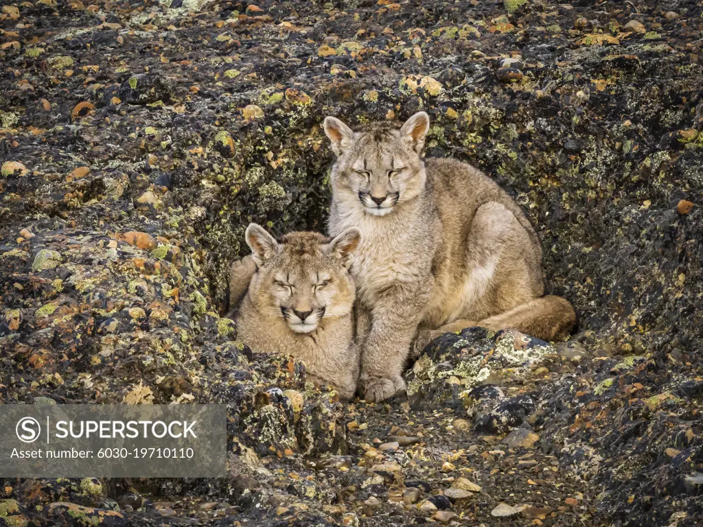 Kittens sleeping, Pumas (Puma concolor), Torres del Paine National Park, Patagonia, Chile