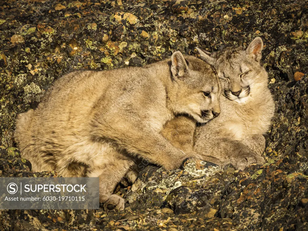 Kittens snuggling in the rocks, Pumas (Puma concolor), Torres del Paine National Park, Patagonia, Chile