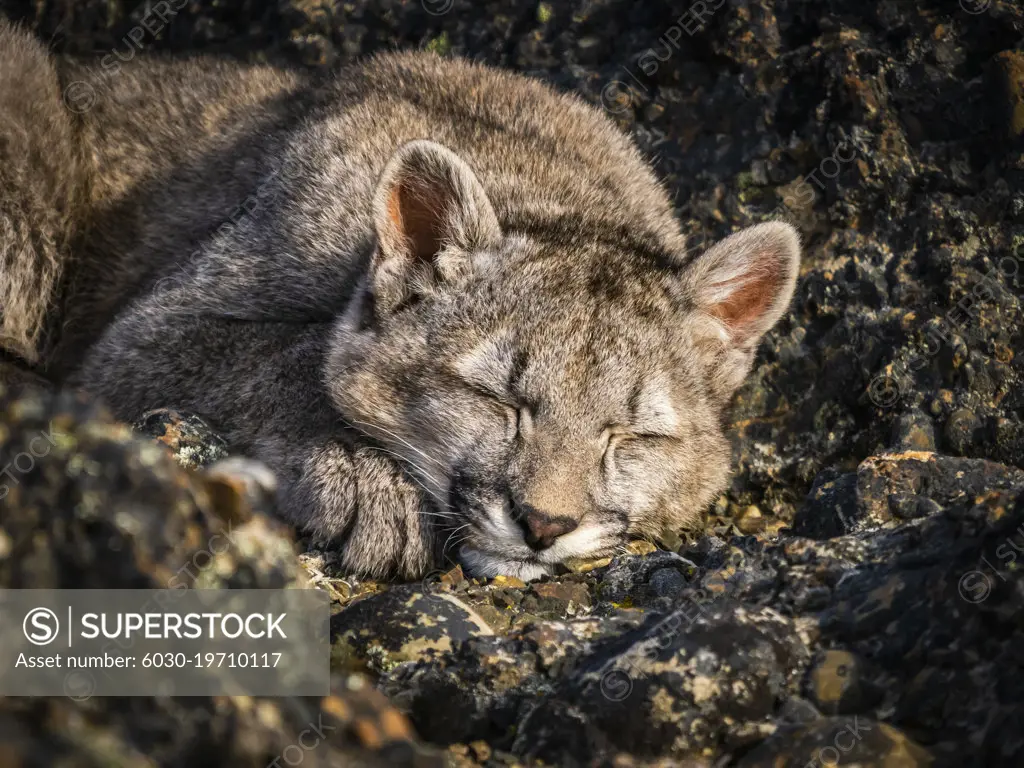 Kitten sleeping, Puma (Puma concolor), Torres del Paine National Park, Patagonia, Chile