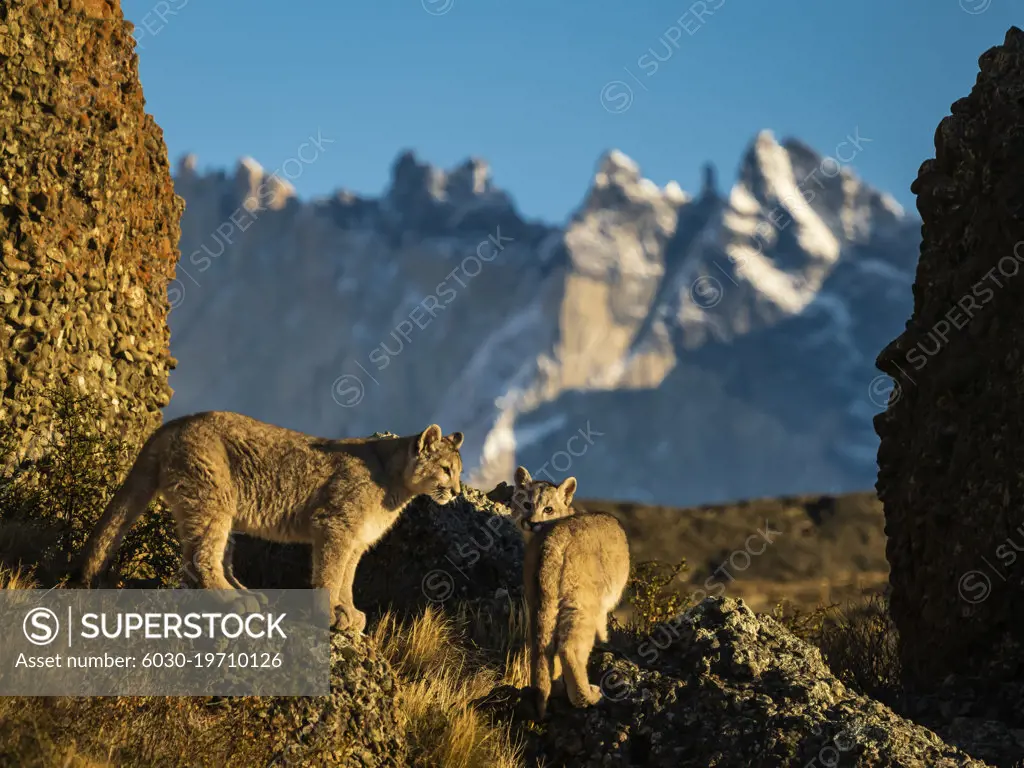 Waking up at sunrise Pumas (Puma concolor), Torres del Paine National Park, Patagonia, Chile
