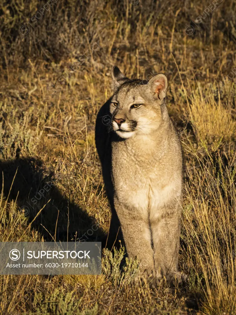 6-month old kitten, Puma (Puma concolor), Torres del Paine National Park, Patagonia, Chile