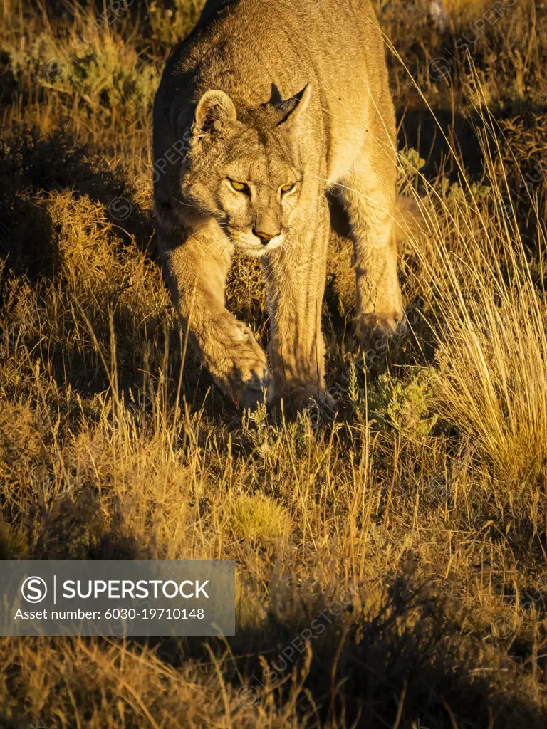 On the prowl at sunset, Puma (Puma concolor), Torres del Paine National Park, Patagonia, Chile