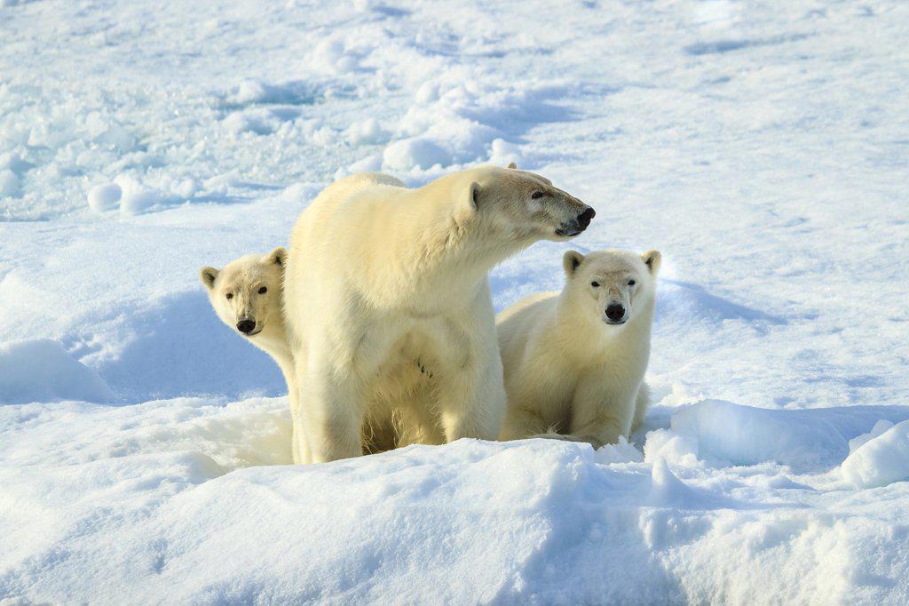 Polar bears (Ursus maritimus) mother and cubs on pack ice, Svalbard, Norway