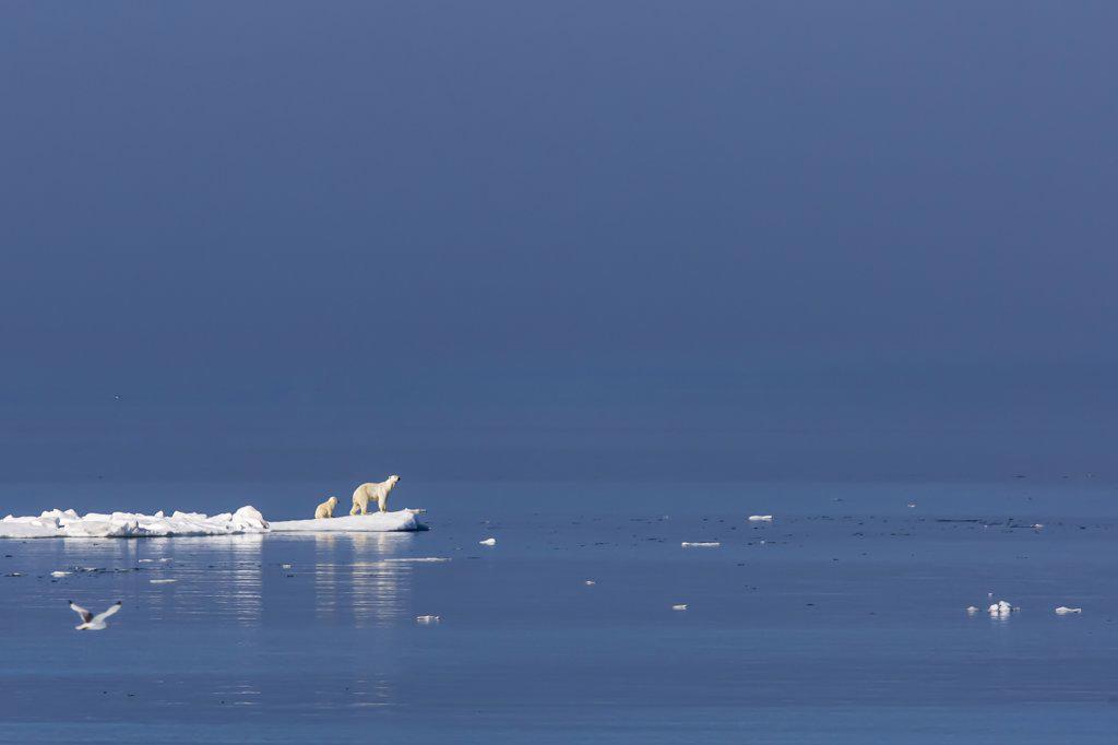 Polar bear (Ursus maritimus) mother and cub stranded on vanishing pack ice, Svalbard, Norway