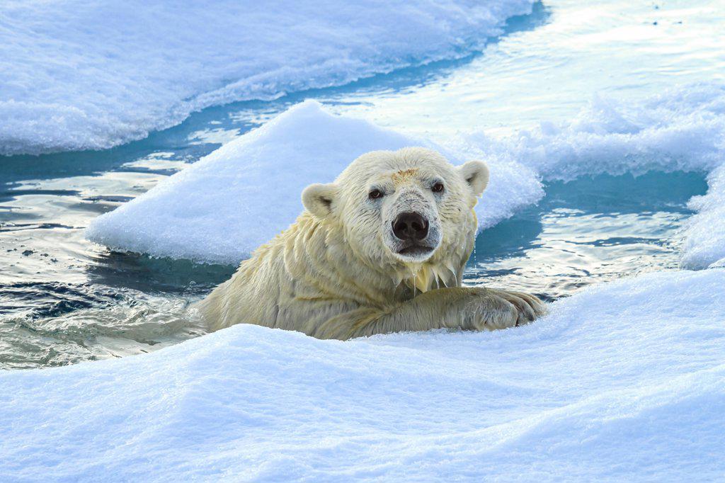 Polar bear (Ursus maritimus) after swimming, Svalbard, Norway