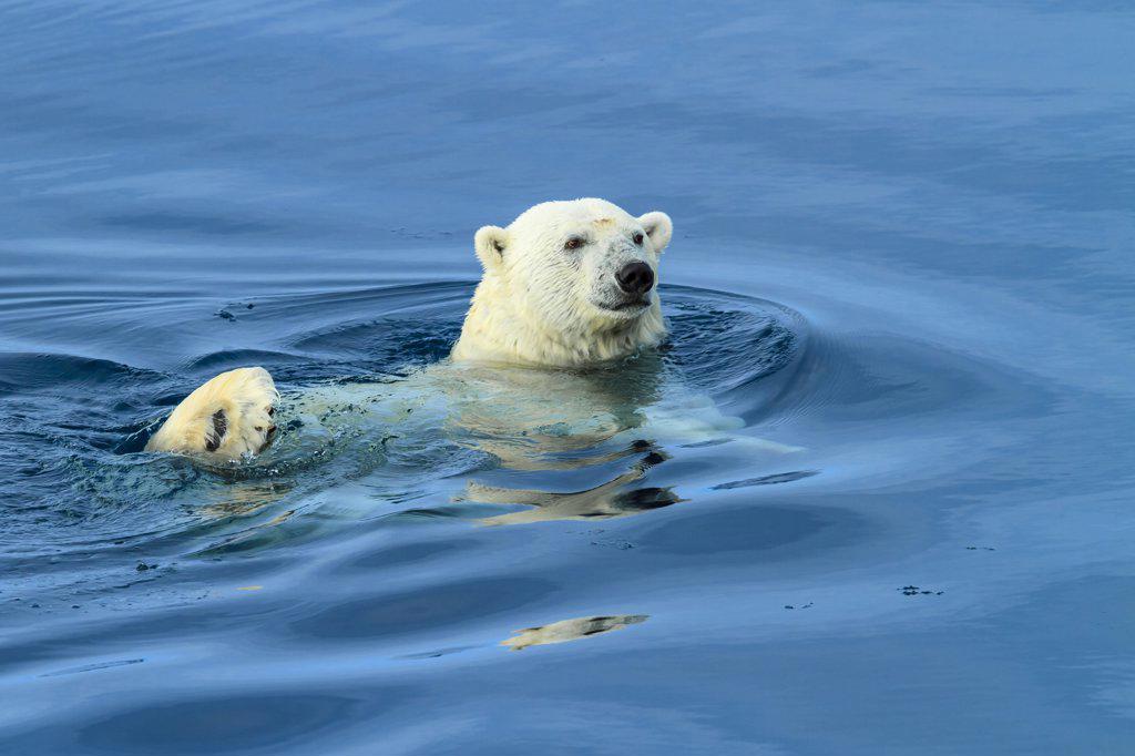 Polar bear (Ursus maritimus) swimming, Svalbard, Norway