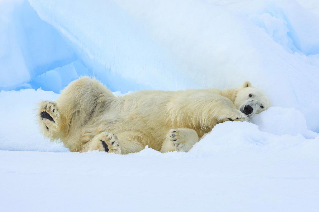 Polar bear (Ursus maritimus) sleeping on pack ice, Svalbard, Norway