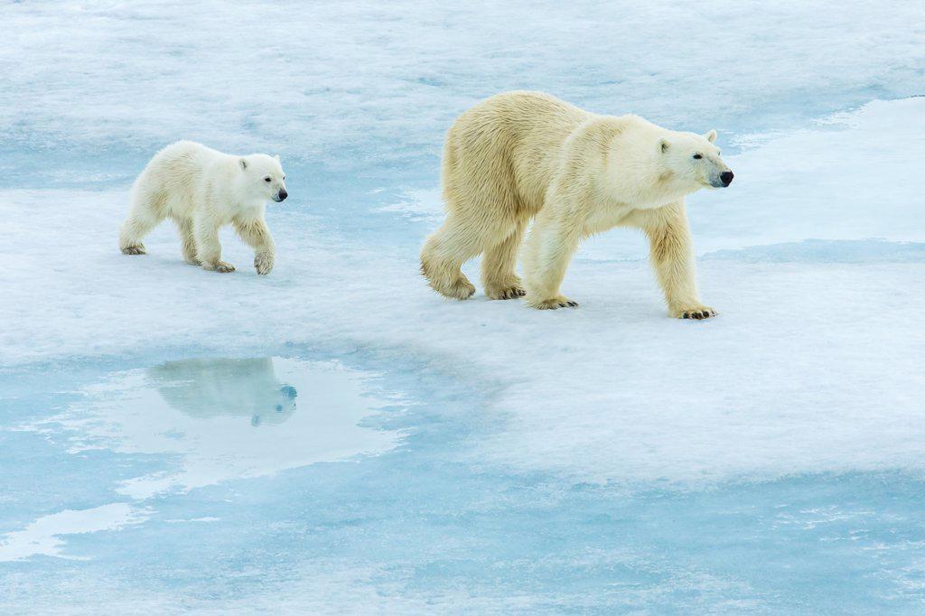 Polar bear (Ursus maritimus) mother and cub walking across melting pack ice, Svalbard, Norway