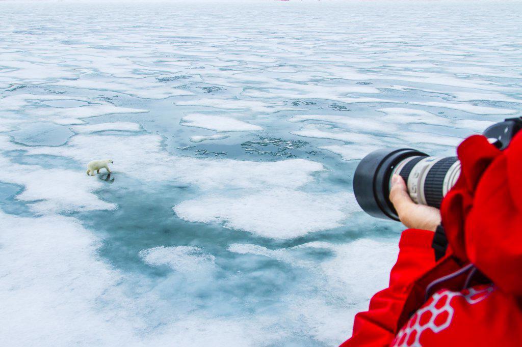 Photographer and polar bear (Ursus maritimus) walking across melting pack ice, Svalbard, Norway