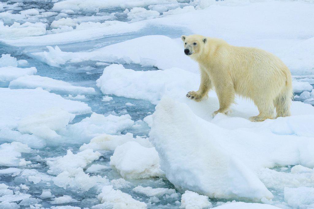 Polar bear (Ursus maritimus) standing on ice floe, Svalbard, Norway