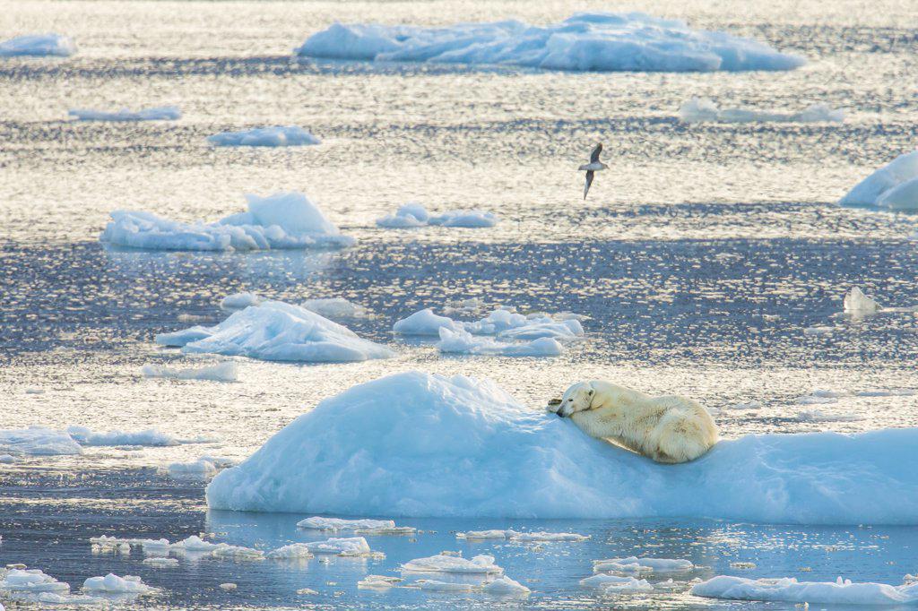 Polar bear (Ursus maritimus) sleeping on pack ice, Svalbard, Norway