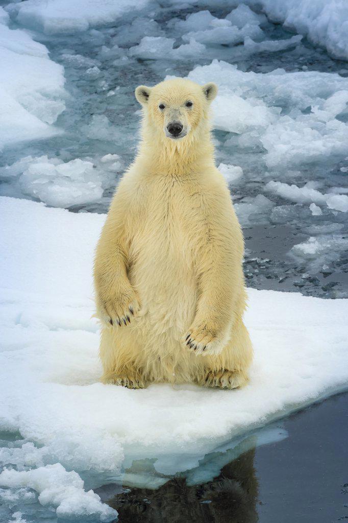 Polar bear (Ursus maritimus) sitting up on pack ice, Svalbard, Norway