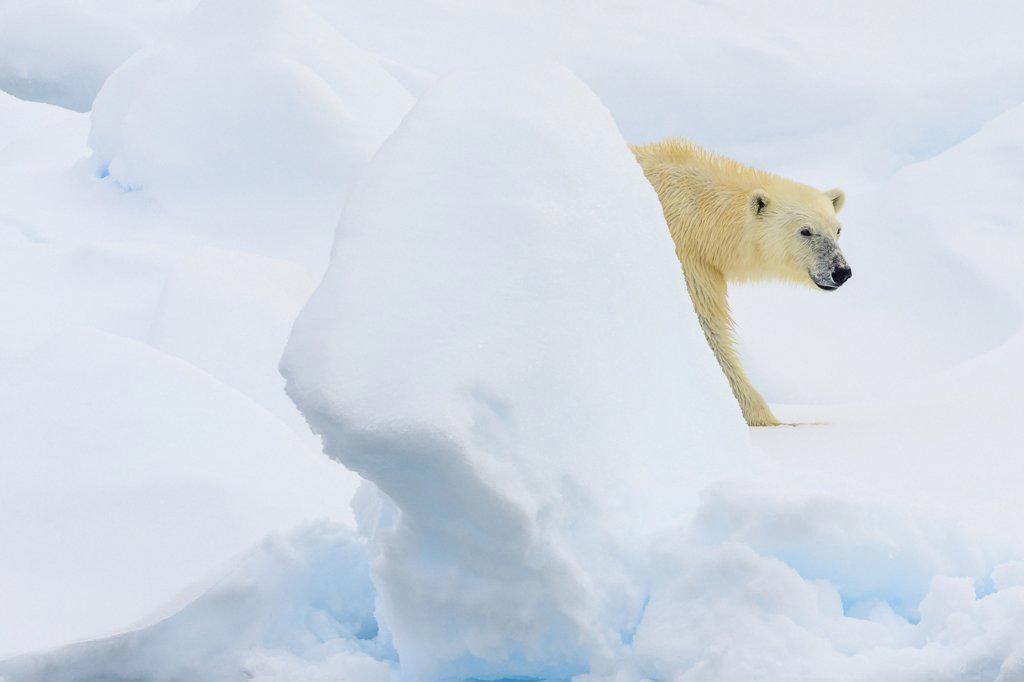 Polar bear (Ursus maritimus) walking on pack ice, Svalbard, Norway
