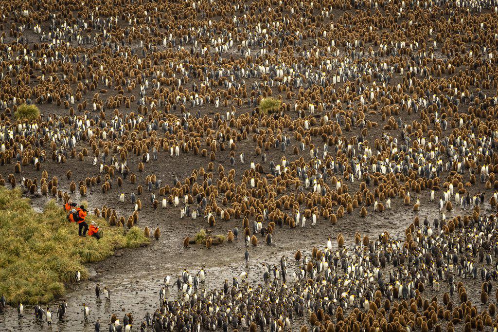 Tourists for scale, King Penguins (Aptenodytes patagonicus) at Salisbury Plain, South Georgia