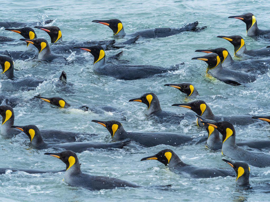 King Penguins (Aptenodytes patagonicus) in the surf at St. Andrews Bay, South Georgia