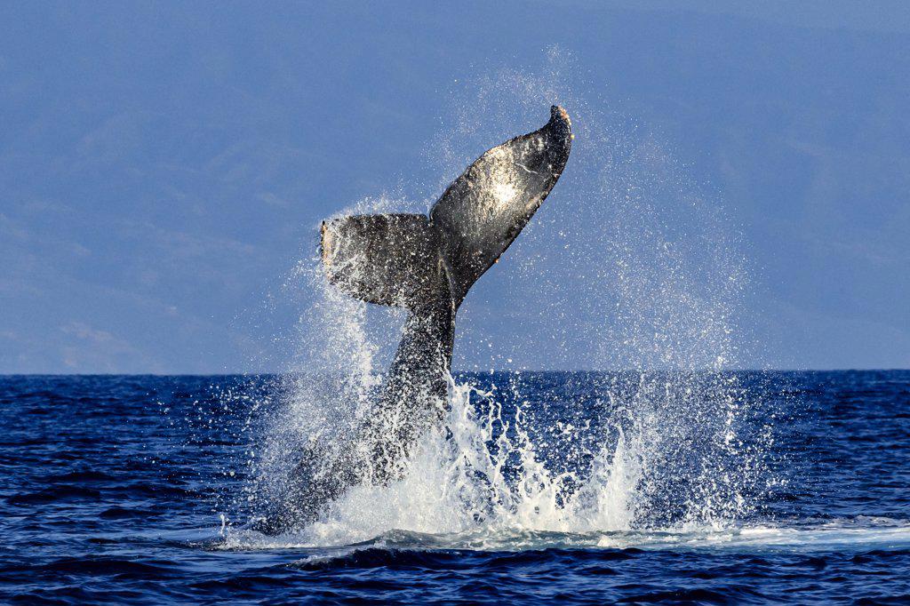 Tail lob, Humpback Whale (Megaptera novaeangliae) lifts its fluke and splashes water, Maui, Hawaii