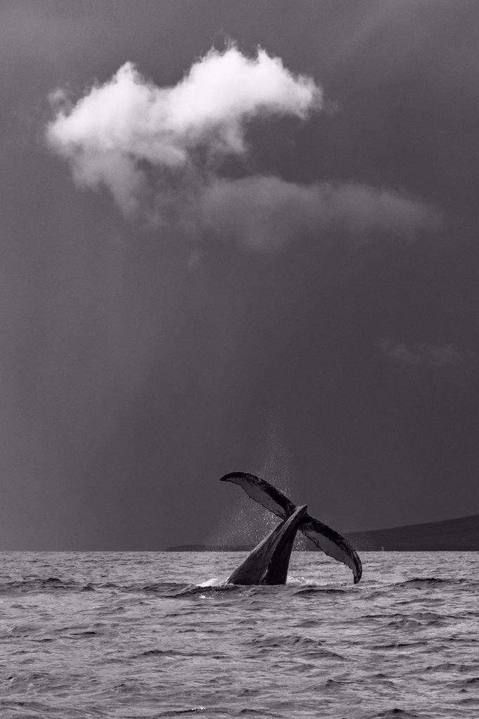 Whale tale, Humpback Whale (Megaptera novaeangliae) lifts its fluke, Maui, Hawaii