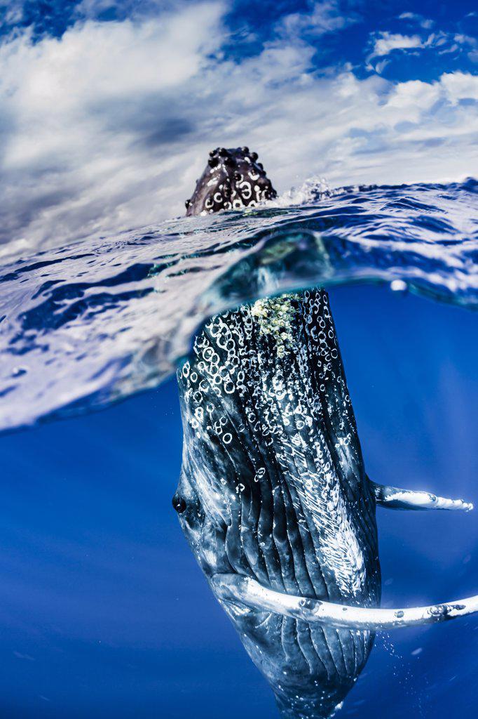 Underwater Photo, Humpback Whale (Megaptera novaeangliae) rising to the surface for a spyhop, Maui, Hawaii