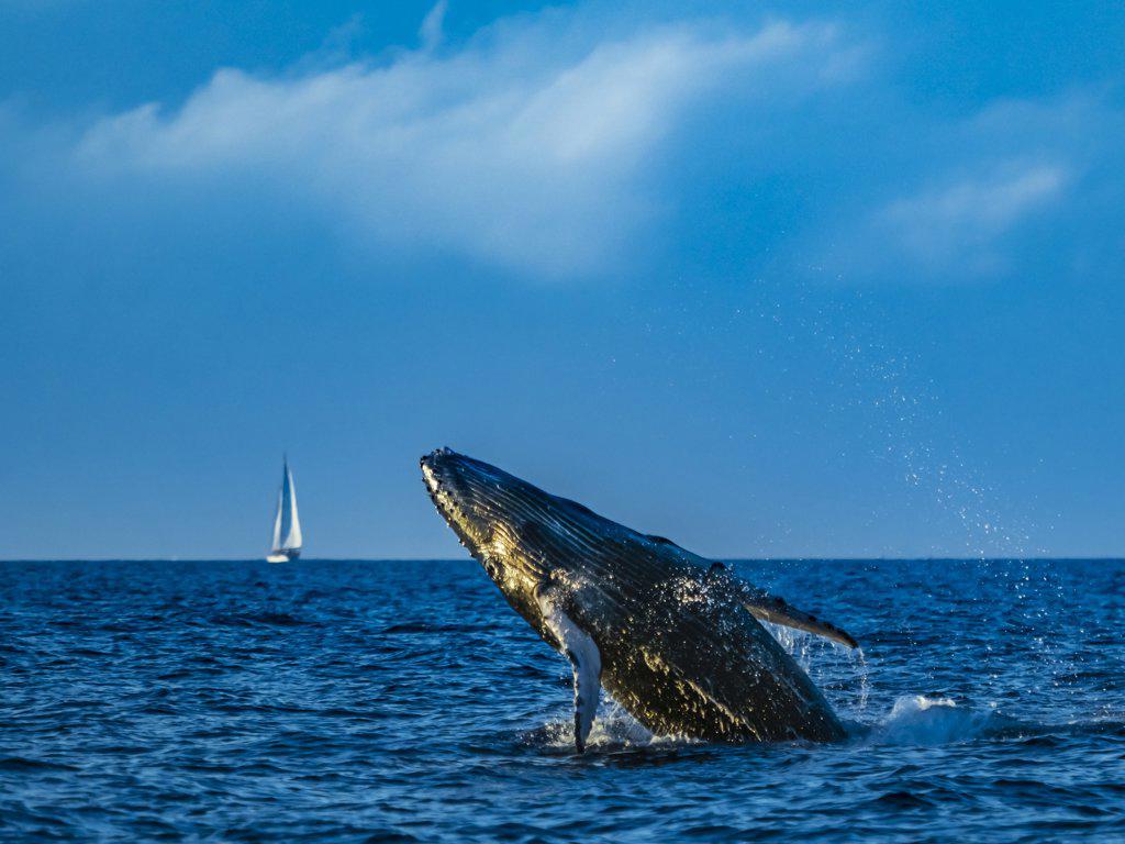 Breaching Humpback Whale (Megaptera novaeangliae) and sailboat, Maui, Hawaii