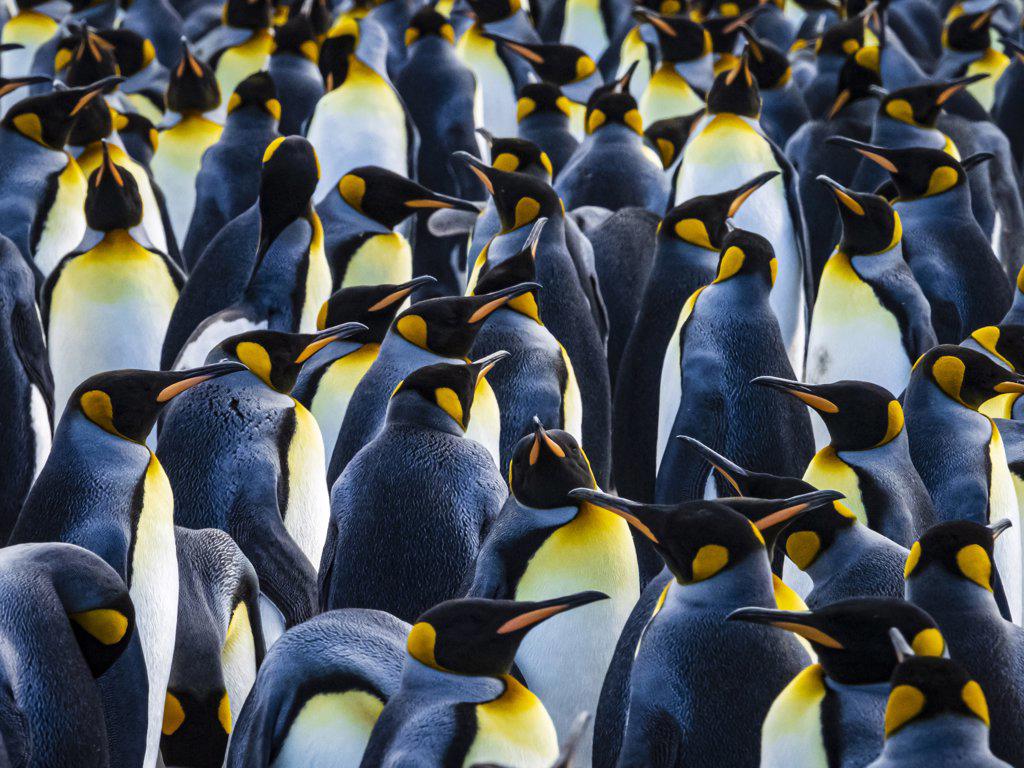 King Penguins (Aptenodytes patagonicus) at Gold Harbor, South Georgia