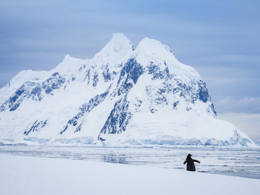 Lone Adelie Penguin (Pygoscelis adeliae) and mountains along Booth Island, Antarctica