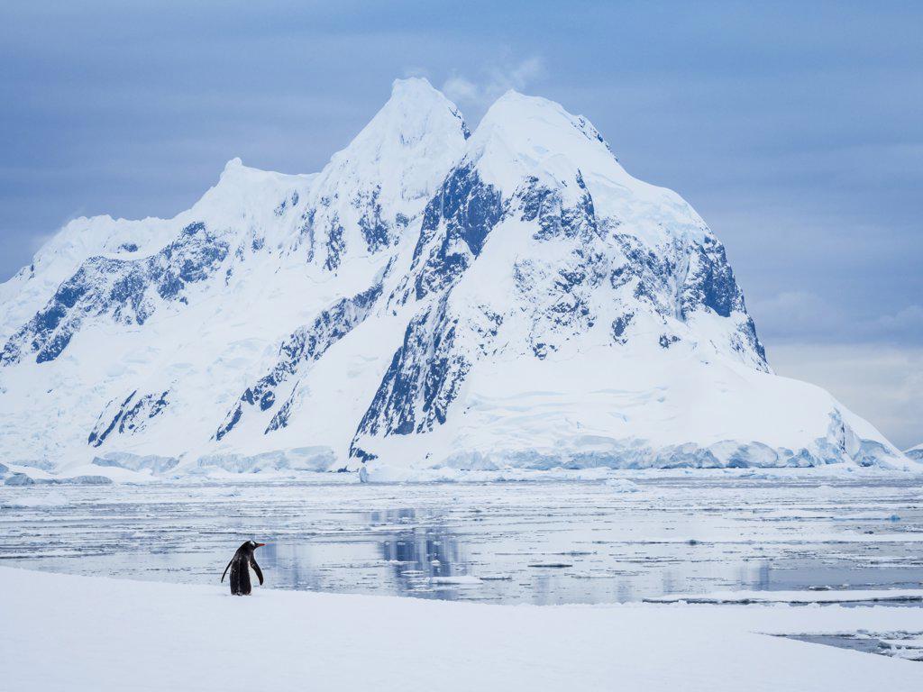 Lone Adelie Penguin (Pygoscelis adeliae) and mountains along Booth Island, Antarctica