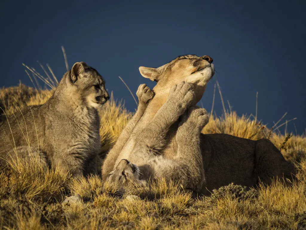 Play time, Pumas (Puma concolor), Torres del Paine National Park, Patagonia, Chile