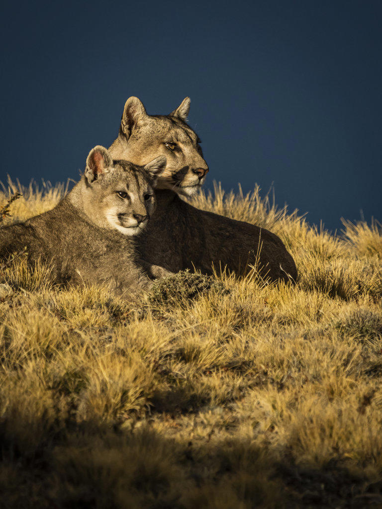 Mom and kitten in the sun, Pumas (Puma concolor), Torres del Paine National Park, Patagonia, Chile