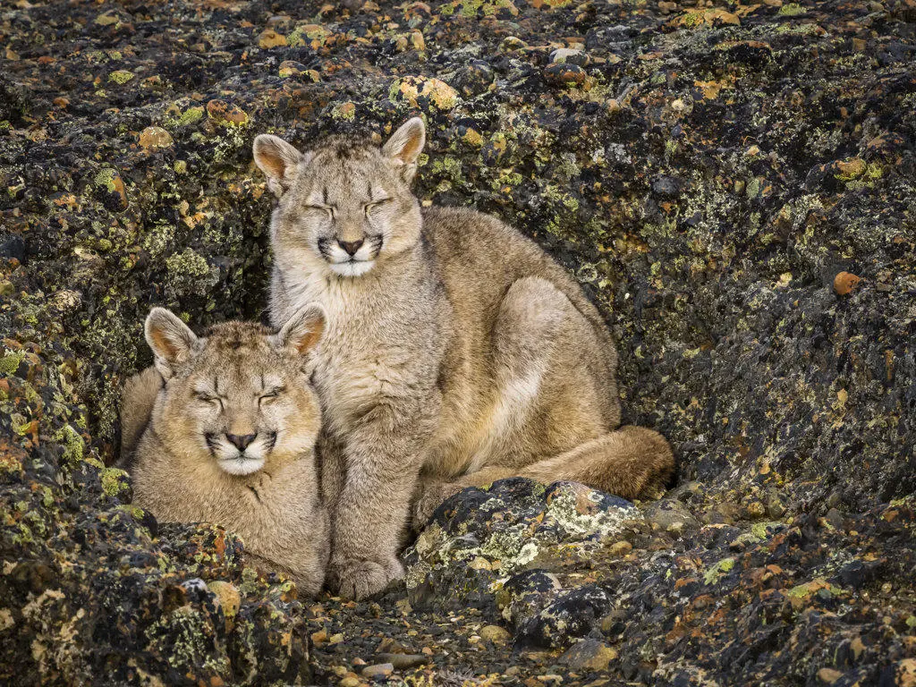 Kittens sleeping, Pumas (Puma concolor), Torres del Paine National Park, Patagonia, Chile