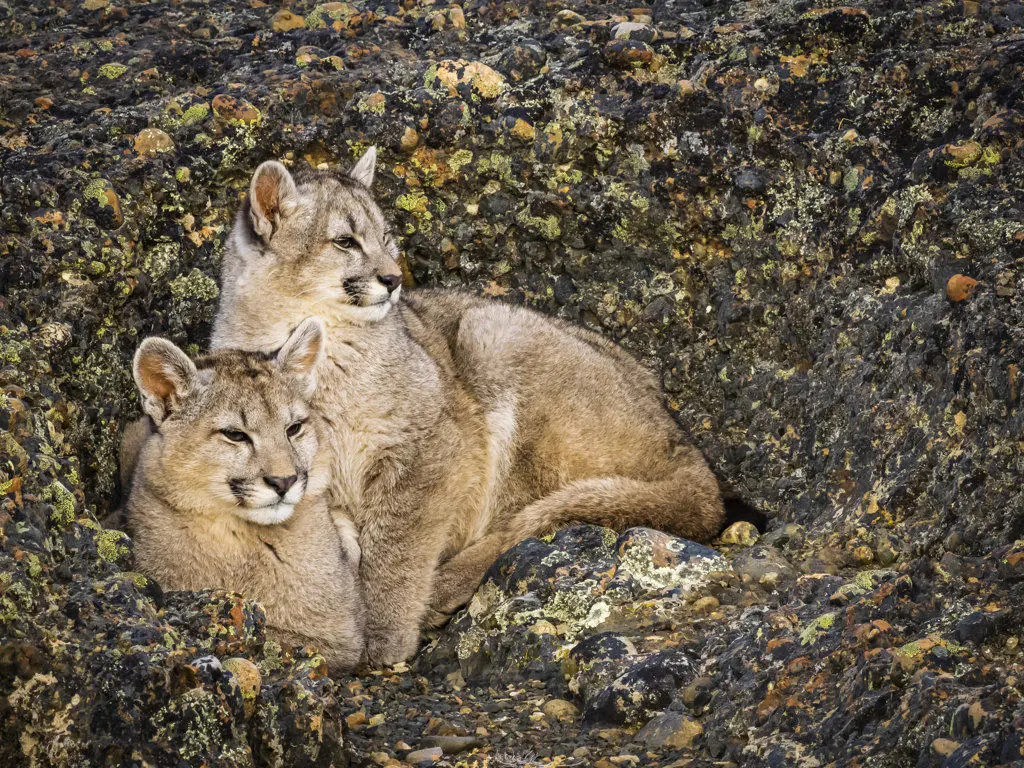 Kittens snuggling in the rocks, Pumas (Puma concolor), Torres del Paine National Park, Patagonia, Chile