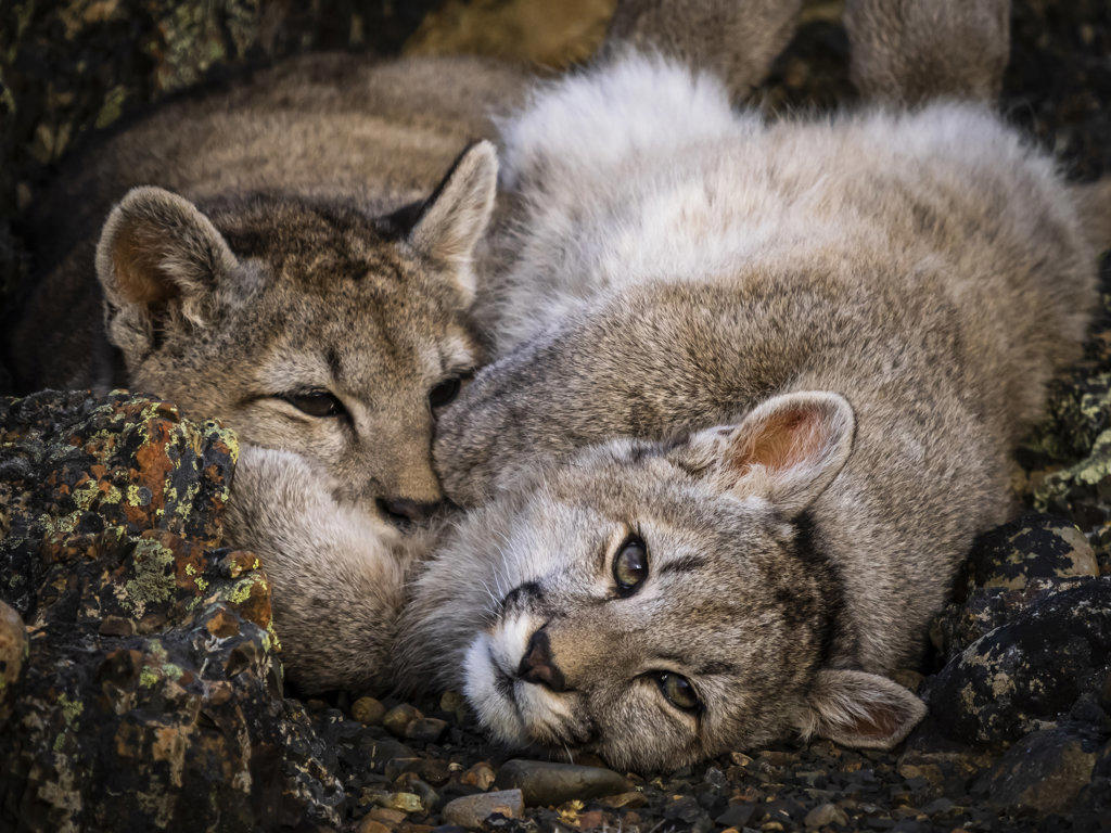 Kittens snuggling, Pumas (Puma concolor), Torres del Paine National Park, Patagonia, Chile